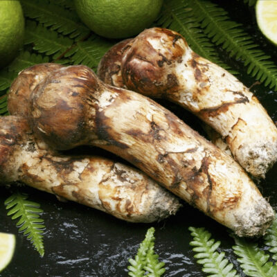 【SK124-shigerumarina】 ★★採取予約販売 14日以内発送【和歌山県】国産高級天然マツタケ 100g〜150g つぼみ冷蔵 朝採り産直