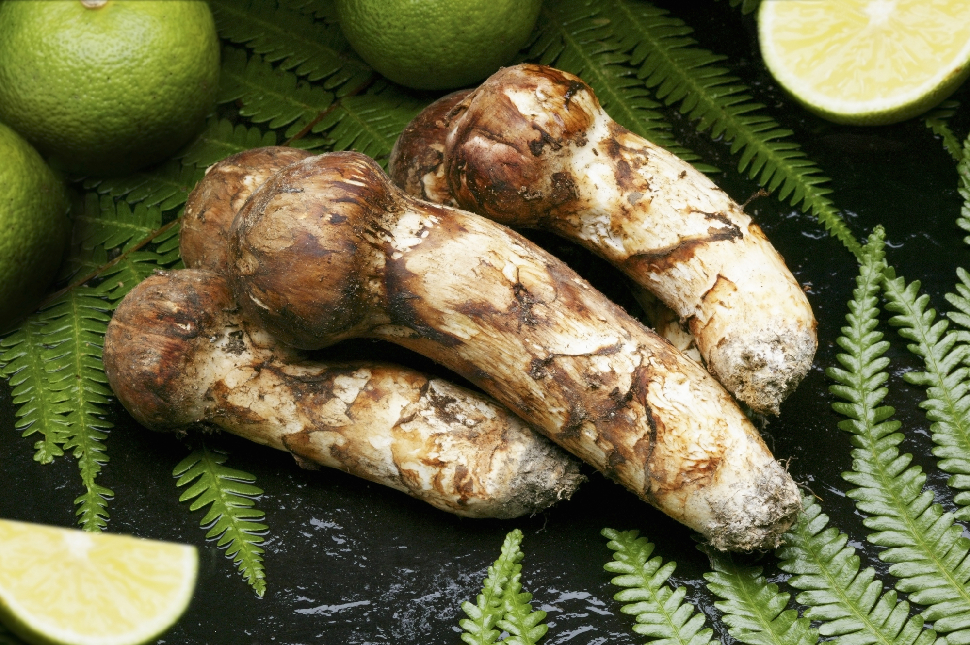 【SK124-shigerumarina】 ★★採取予約販売 14日以内発送【和歌山県】国産高級天然マツタケ 100g〜150g つぼみ冷蔵 朝採り産直